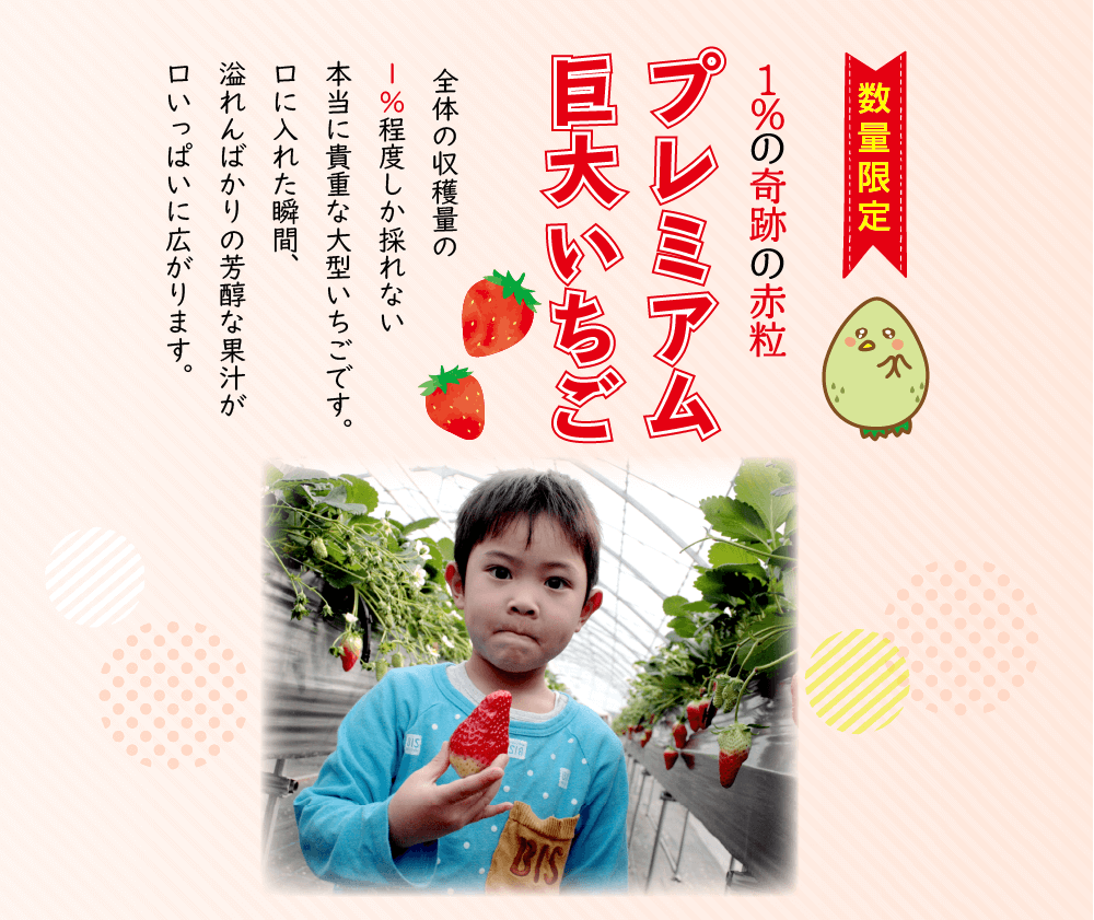 数量限定1％の奇跡の大粒プレミアム巨大いちご 送料無料