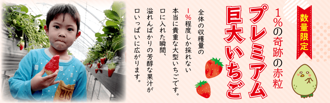 数量限定1％の奇跡の大粒プレミアム巨大いちご