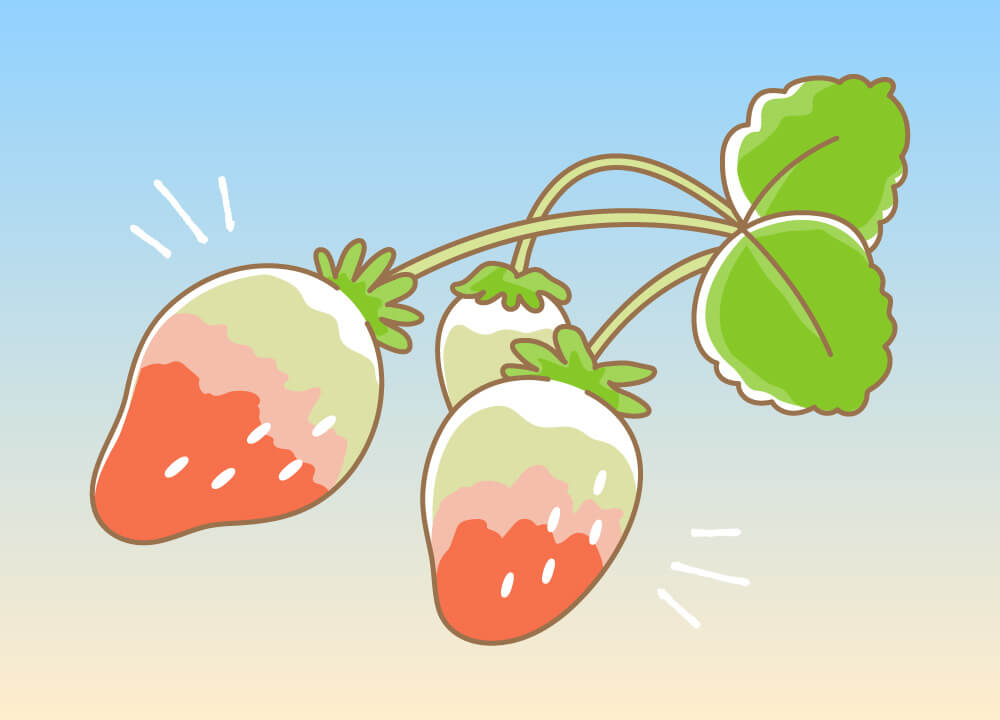 環境にこだわって甘く熟れた苺