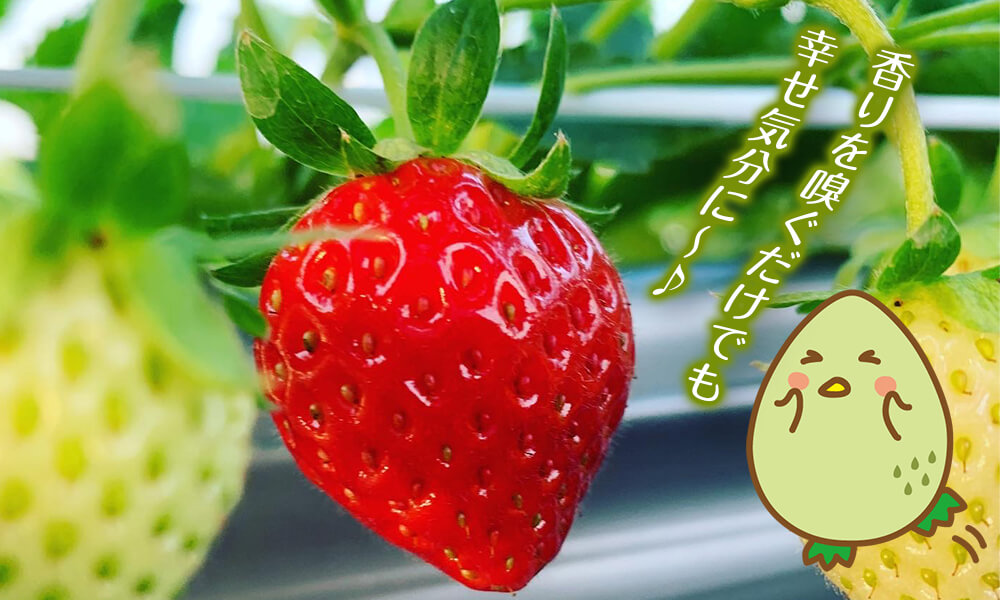 香りを嗅ぐだけでも幸せ気分に～♪